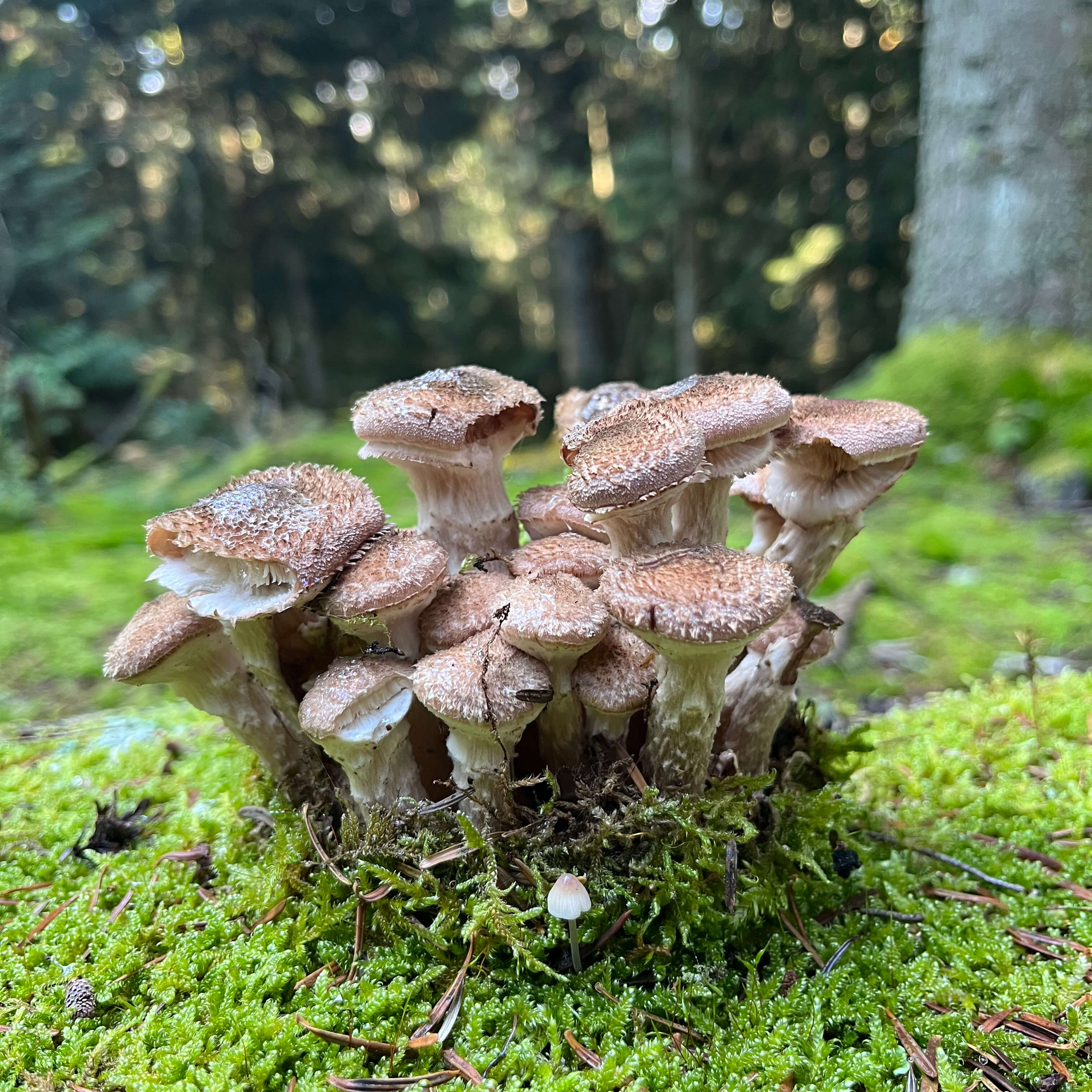 Formation à l'art de conter - L'imaginaire et la parole