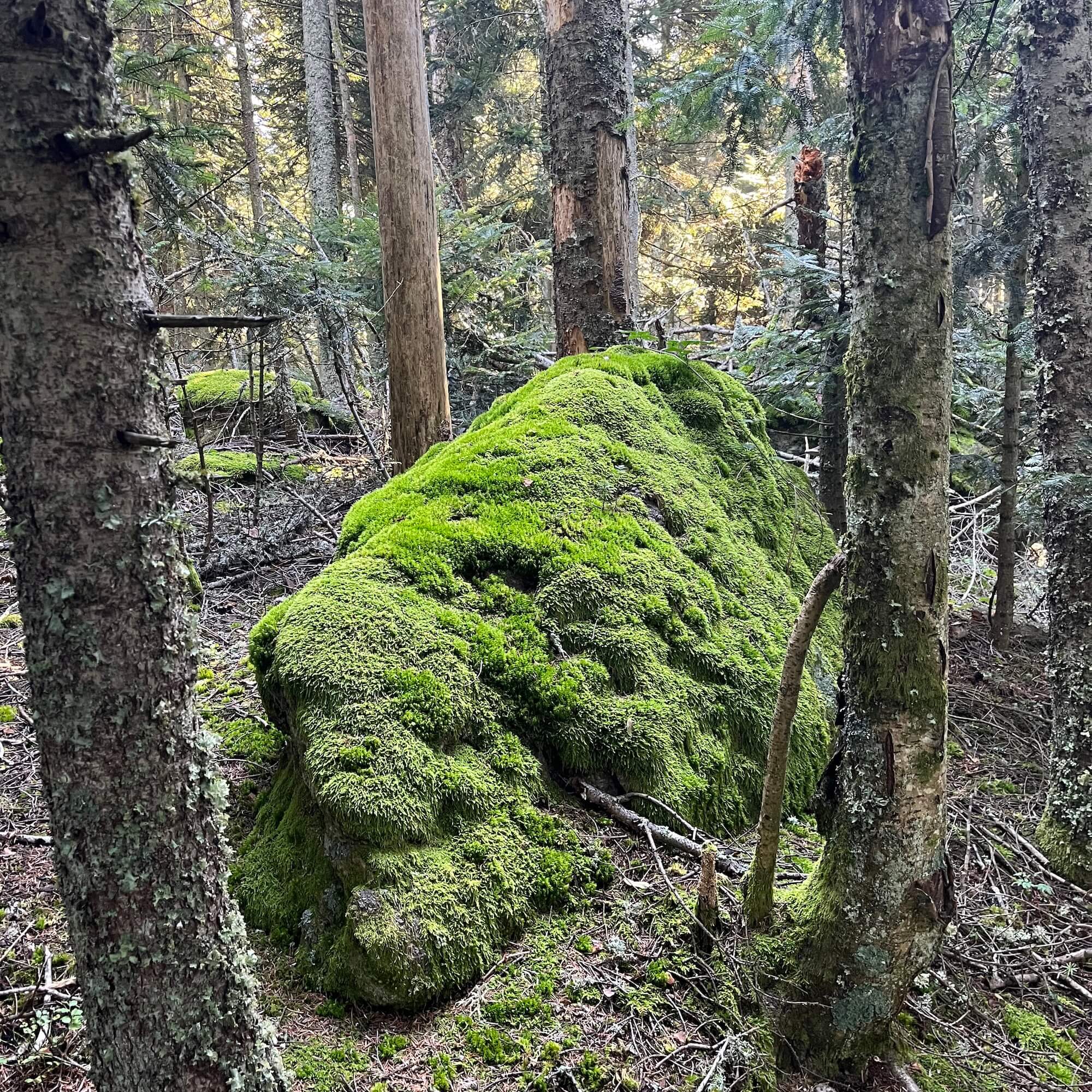 Un jour avec la nature